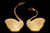 NY-SWAN-1 - NY-SWAN-1